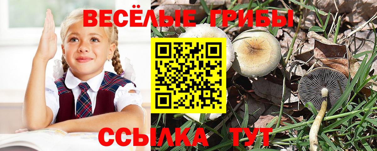 Псилоцибиновые грибы GOLDEN TEACHER Элиста